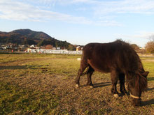 巾着田から見上げる日和田山