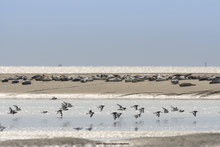 Somme Groupes - Voyages en groupes - Somme - Groupes - Séjour - Hauts de France - Amiens - Hortillonnages - Cathédrale Notre Dame - Picardie - Nature - Découverte - Patrimoine 
