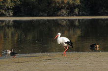 Somme Groupes - Séjour - Journée - Agence de voyages - Réceptif - Groupes - Somme - Amiens - Baie de Somme - Baie - Réserve naturelle - Oiseaux - Espèces - Parc - Marquenterre - Oiseaux migrateurs - Découverte - Expérience - Unique - Nature - Plein air