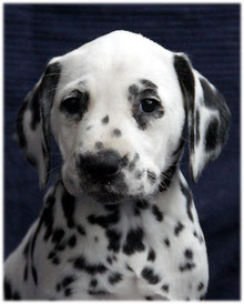 Galina vom Furlbach † 29.10.2025