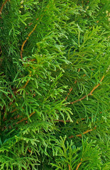 Thuja 'Brabant'