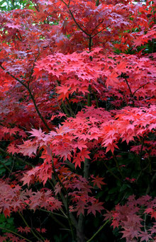 Acer palmatum 'Atropurpureum'
