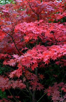 Acer palmatum 'Atropurpureum'