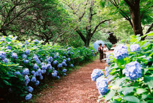 第8回 宗吾霊堂紫陽花まつり