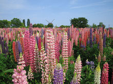 ルピナスまつり