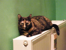 Mit Tieren Sprechen - Foto Klient Miss Marple