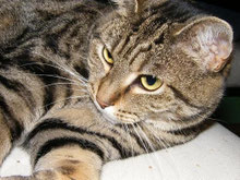 Mit Tieren Sprechen - Foto Dahlia