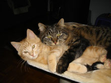 Mit Tieren Sprechen - Foto Dusty und Churchill