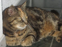 Mit Tieren Sprechen - Foto Klient Micky