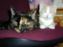 Mit Tieren Sprechen - Foto Klienten Curry und Pancho