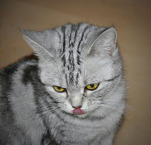 Mit Tieren Sprechen - Foto Klient Strelka