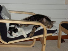 Mit Tieren Sprechen - Foto Klienten Elli und Diego