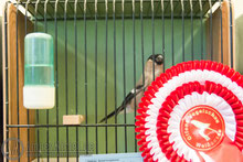 30.11.2014 Vogelausstellung