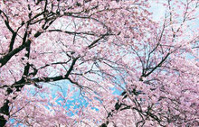 風見速英二の桜画像