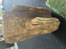 Versteinertes Holz