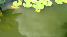 pond with green water