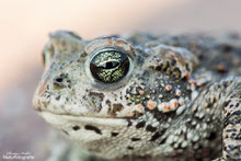 Augen-Details der Kreuzkröte