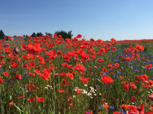 ein Feld voller roter Klatschmohnblüten