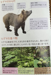 札幌市パンフ「ヒグマのこと知ってますか」写真