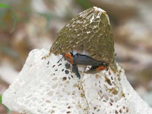 雛倉 正人　キヌガサタケを食べるベッコウヒラタシデムシ