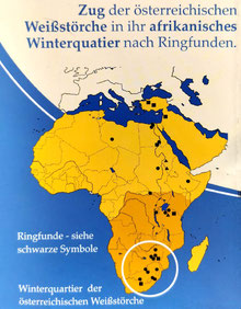 Zug der Weißstörche Österreich - Afrika und zurück