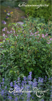 Rosen Rosenblog Hexenrosengarten Lambert Polyantharose Katharina Zeimet Rosiger Adventskalender