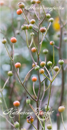 Rosen Rosenblog Hexenrosengarten Lambert Polyantharose Katharina Zeimet Rosiger Adventskalender