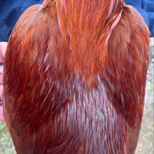 Gleichmäßige Grundfarbe eines Hahns