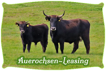 Auerochsen-Leasing | Mein BioRind