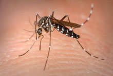 Aedes aegypti