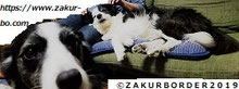 ＺＡＫＵＲＢＯＲＤＥＲ（サクールボーダー）ブログ、ボーダーコリーＭ＆Ｅ２０２１０３２９使用画像