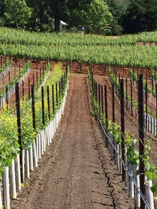 Image of a vineyard showing soil color changes from brown to red