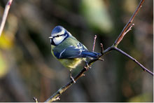 Blaumeise (Foto:T.Munk)