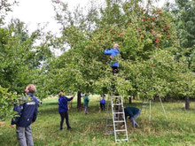 Apfelernte auf der Lüdersfelder Streuobstwiese (Foto: NABU Lindhorst)