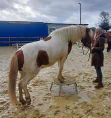 Mein Zirkus-Pony steht mit den Vorderfüßen auf dem Podest und will auch gar nicht wieder absteigen. Ich stehe im Mantel daneben, gucke ihm zu und friere