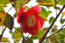 誕生日の木 １２月 庭木図鑑 植木ペディア