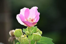 芙蓉,樹木図鑑