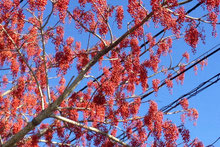 誕生日の木 １２月 庭木図鑑 植木ペディア