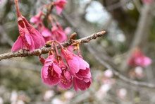 寒緋桜