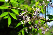 誕生日の木（5月） - 庭木図鑑 植木ペディア