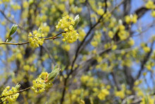 誕生日の木 ３月 庭木図鑑 植木ペディア