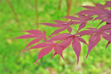 ノムラモミジ,のむらもみじ,樹木