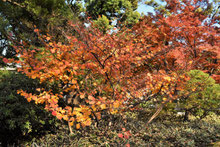 紅葉がきれいな木 庭木図鑑 植木ペディア 紅葉がきれいな木 庭木図鑑 植木ペディア