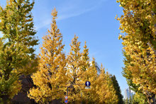 紅葉がきれいな木 庭木図鑑 植木ペディア 紅葉がきれいな木 庭木図鑑 植木ペディア