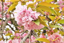カンザン,桜