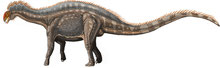 Bild eines Dicraeosaurus