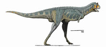 Bild eines Carnotaurus