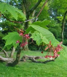 Weinblattahorn im Reemtsma-Park