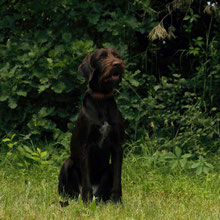 Ginny vom Oberland /