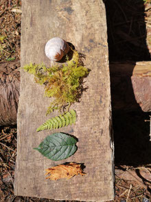 Naturcoach, Meditationslehrer, Shinrin Yoku Daniel Hauser, Uster, Coach, Naturcoaching, Coaching, Visionssuche